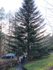 Tannenzäpfle im Amorhof