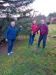 Tannenzäpfle im Amorhof