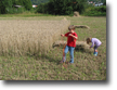 Weizen für den Bauernmarkt 2012